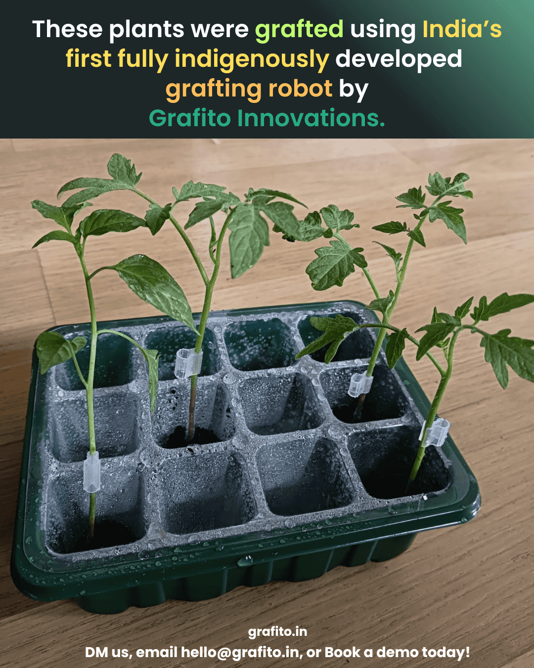 Grafted plants produced by Grafito's robotic grafting machine