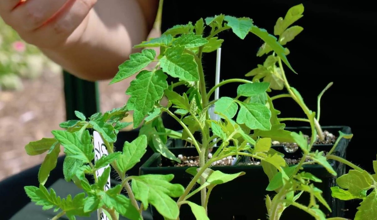 Healthy scion and rootstock plants ready for grafting