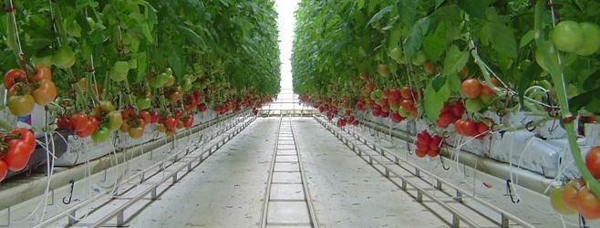 Hydroponic tomato production
