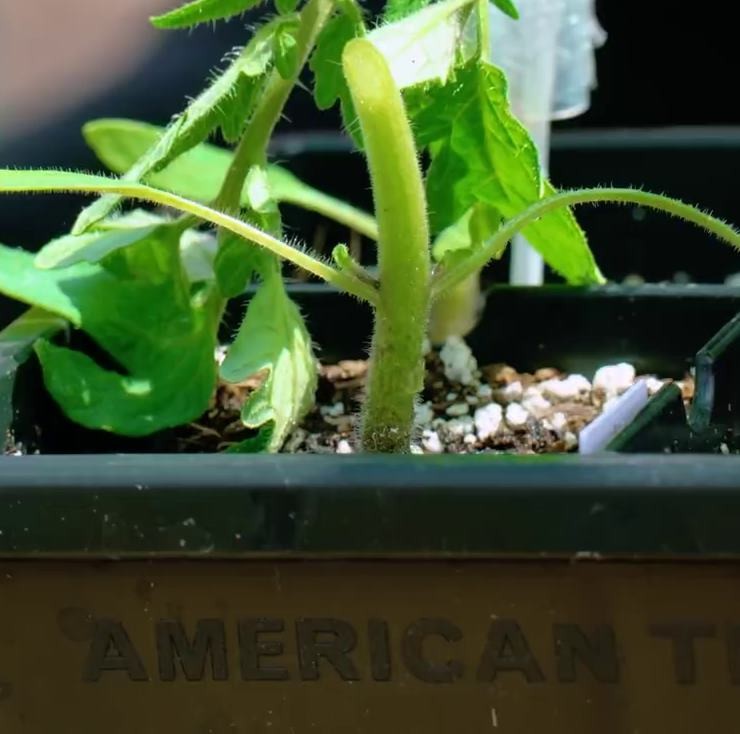 45-degree cut on scion and rootstock stems