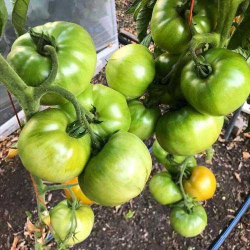 Fresh green tomatoes growing on a healthy grafted tomato plant