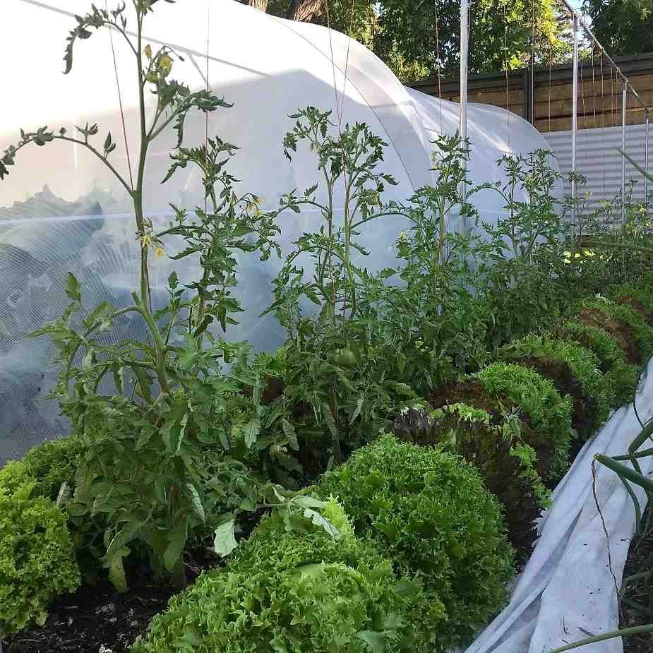 Transplanting grafted plants to the field