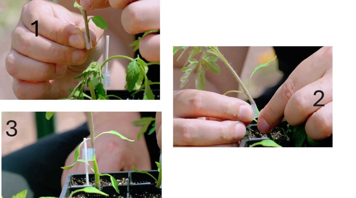 Silicon grafting clip on rootstock with aligned scion