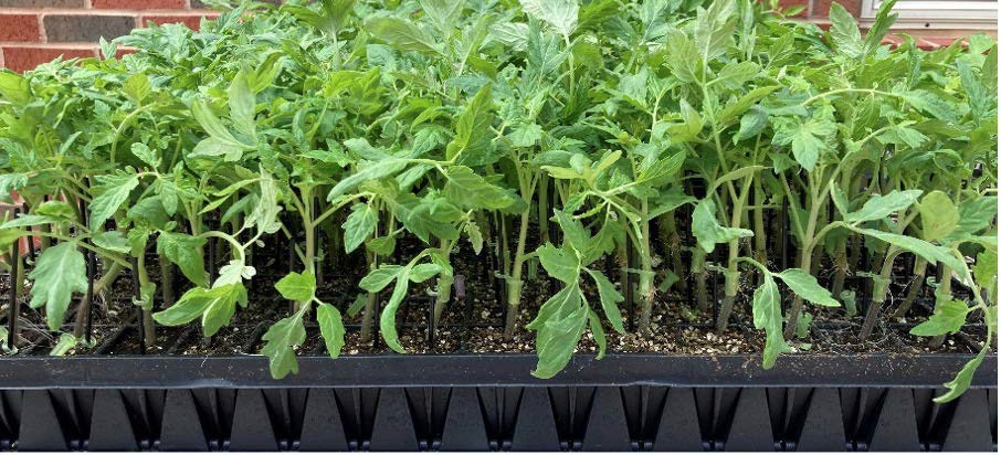 Grafted vegetable seedlings