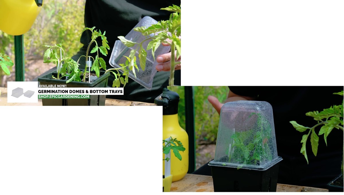 Healing chamber with grafted plants inside